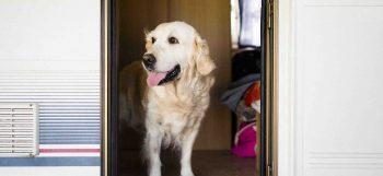 Pet Friendly Motorhome Site